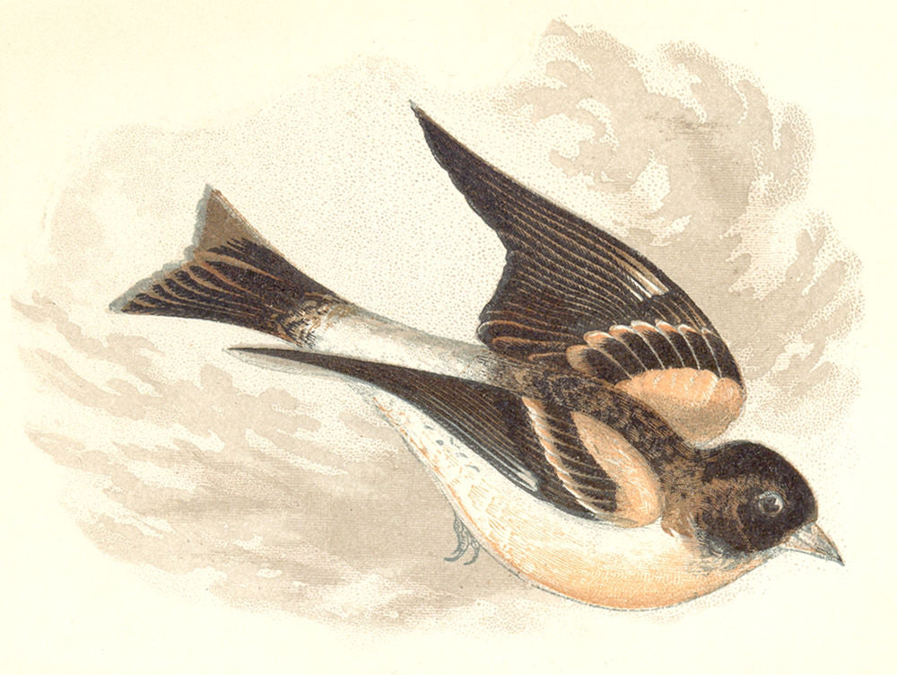 BIRDS. Songbirds . Brambling (Anne Pratt, SPCK) 1857 old antique print picture